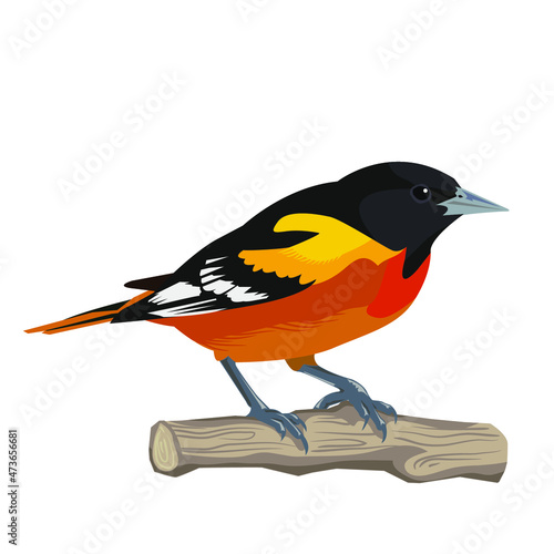 beautiful multicolored bird, vector illustration