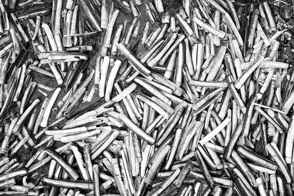 Razor shells on a beach in black and white Razor shells on a beach in black and white