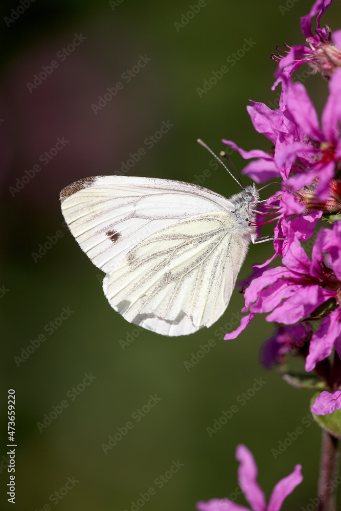 green-veined white (Pieris napi) butterfly green-veined white (Pieris napi) butterfly