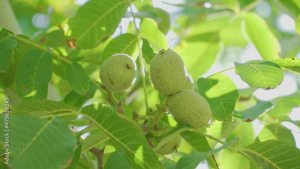 Green Walnuts on tree branch