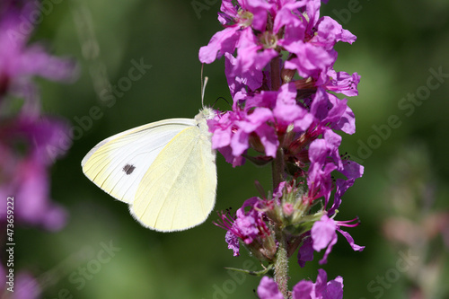 Cabbage white butterfly photo
