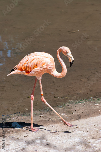 flamingo in the zoo