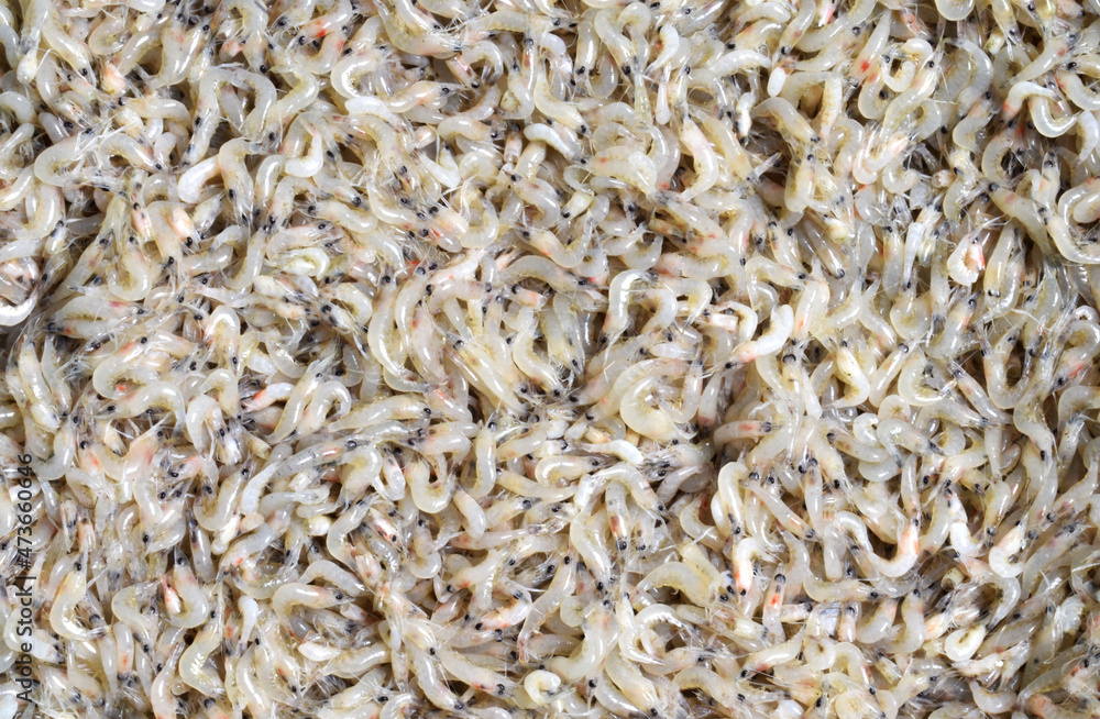 At close range, many small shredded shrimp (fresh shrimps) are suitable for presentation.