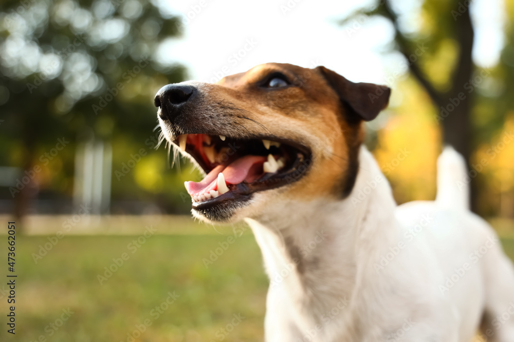 Cute Jack Russel terrier in park, closeup Cute Jack Russel terrier in park, closeup