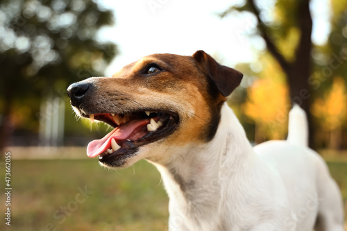 Cute Jack Russel terrier in park, closeup