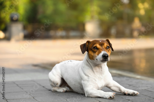 Cute Jack Russel terrier lying on paving stones outdoors