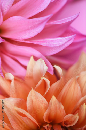 Beautiful Brightly Colored Dahlia Flower Petals photo