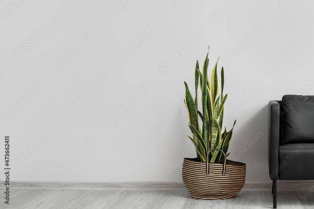 Houseplant in bag near light wall in room interior Houseplant in bag near light wall in room interior