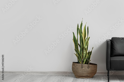 Houseplant in bag near light wall in room interior