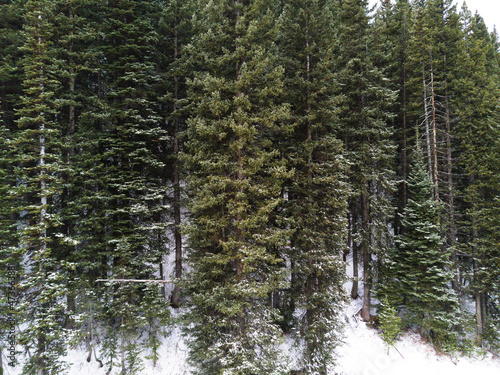 Evergreen foliage covered with snowflakes winter landscape