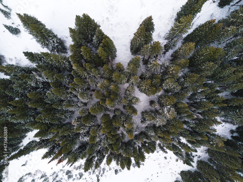 Winter evergreen forest top down aerial landscape views