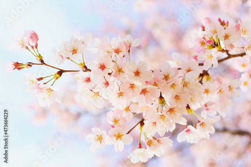 満開の桜のアップ