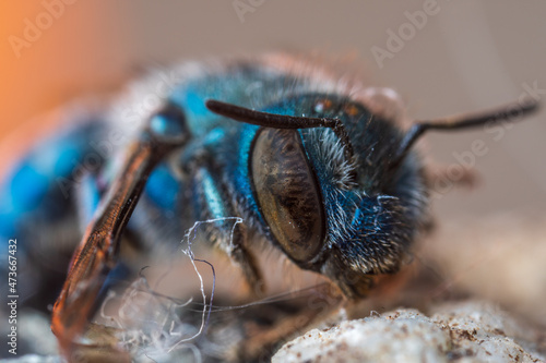 blue bee up close