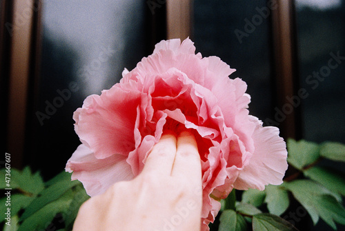 Delicate Touch Landscape