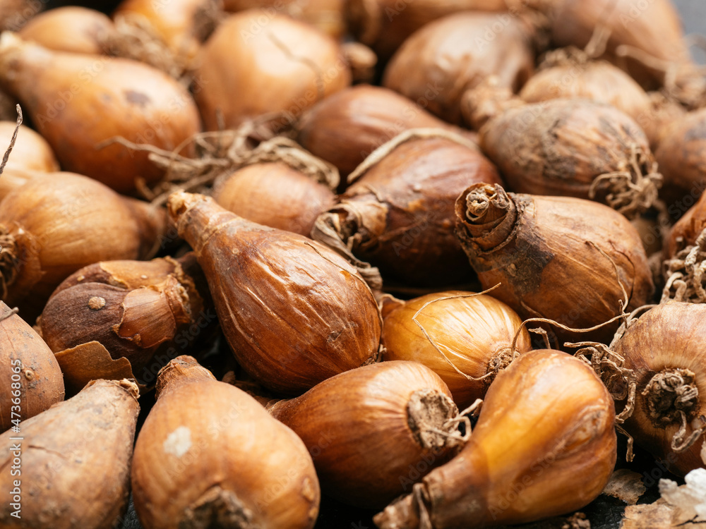 Snowdrop bulbs