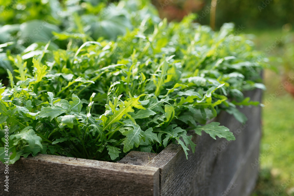 Wild rocket Wild rocket