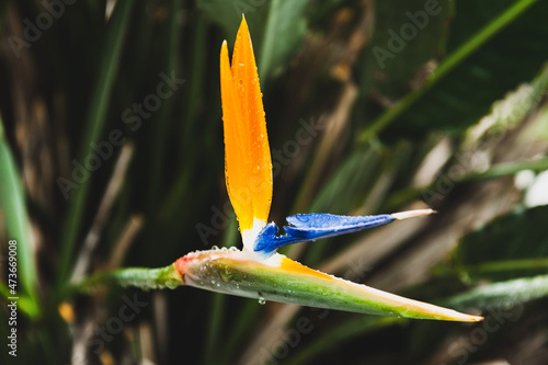 bird of paradise flower photo