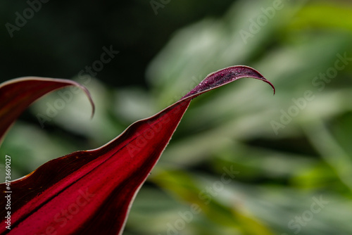 red sister cordyline photo