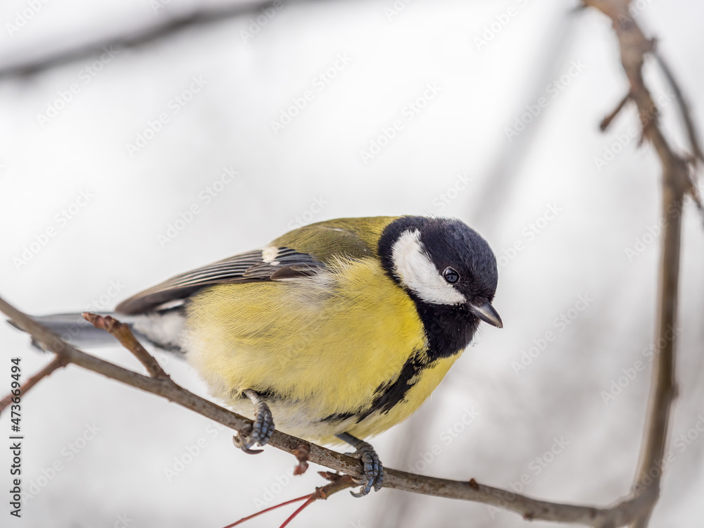 Obraz premium Cute bird Great tit, songbird sitting on a branch without leaves in the autumn or winter.