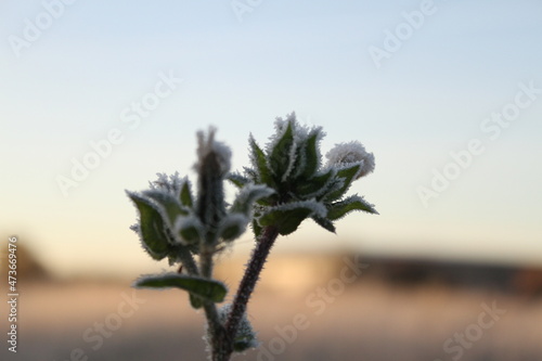 Frozen plants in winter with the hoar-frost.  A canal-side of London suburbs.
