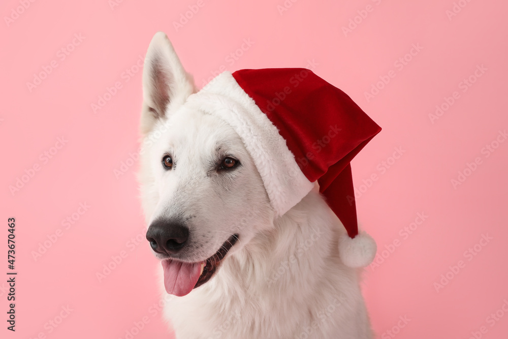 Cute white dog in Santa hat on color background Cute white dog in Santa hat on color background