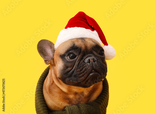 Cute French bulldog in Santa hat on color background © Pixel-Shot