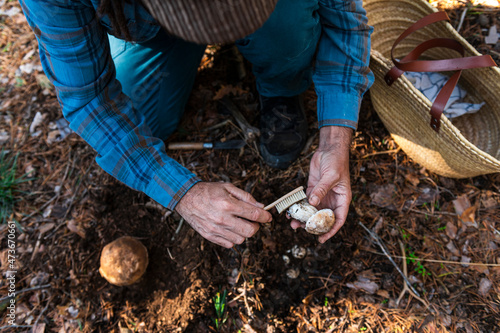 Alternative male collecting mushrooms photo