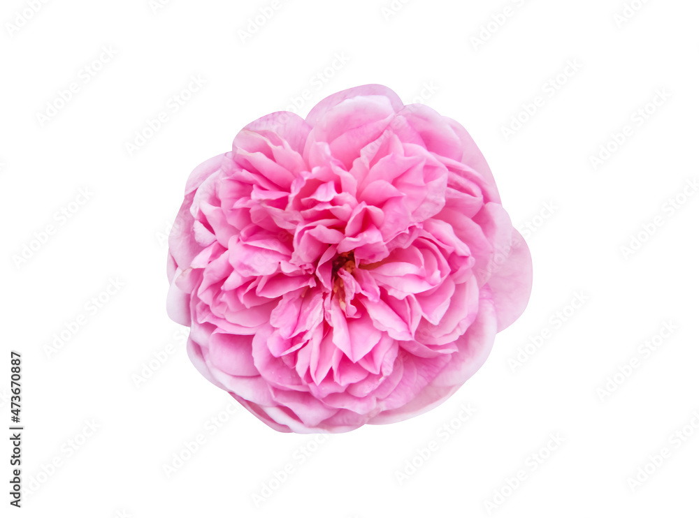 Naklejka premium Rose pink flower isolated on white background top view , clipping path
