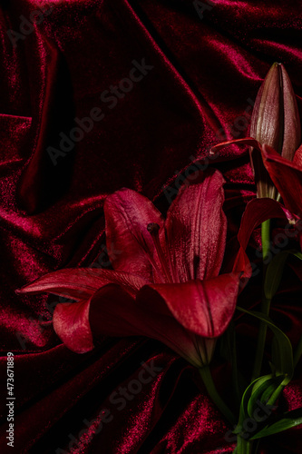 Red lily flower photo