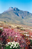 Flowering fynbos landscape, Swellendam, South Africa