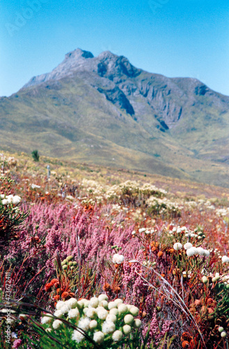 Flowering fynbos landscape, Swellendam, South Africa photo