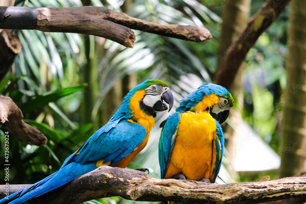 Obraz premium Little parrot talk