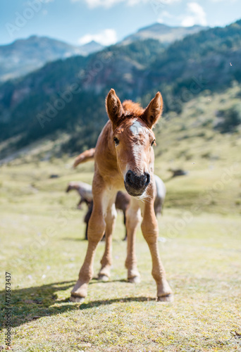 Curious baby horse