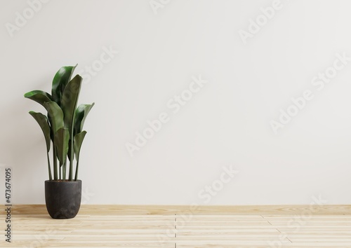Empty room white walls with beautiful plants sideways on the floor.3d rendering.