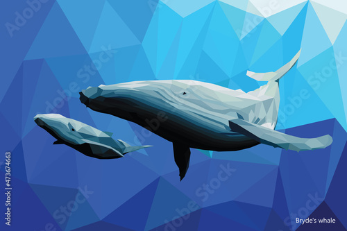 Bryde Whale2