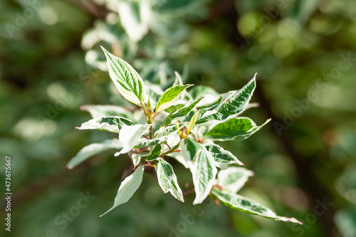 A branch of a deren with variegated leaves on the background of a summer garden. Derain white Elegantissima photo