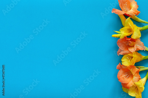 Bright flowers of gladiolus on a blue background. Summer background with flowers. With free space for text