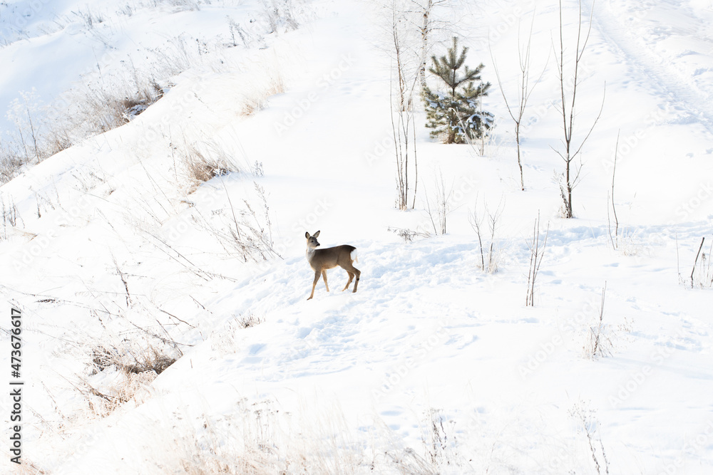 A deer running around the suburbs in the winter after a snowfall. A fairy tale in the city. Russia, winter. A deer running around the suburbs in the winter after a snowfall. A fairy tale in the city. Russia, winter.