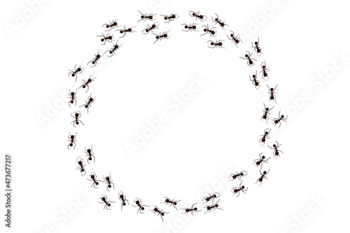 Black ant trail. Working insect curve group silhouettes isolated on white background. Vector illustration.