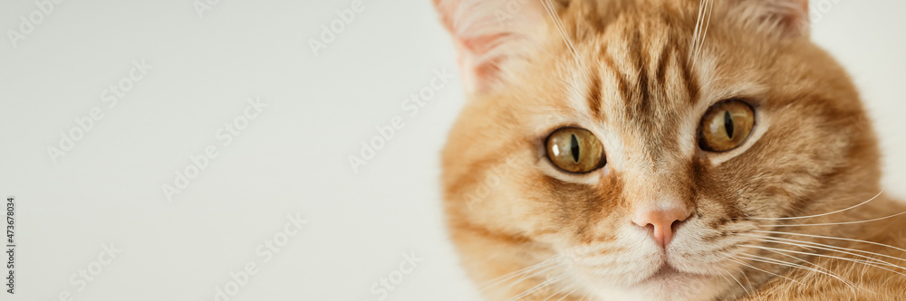 Portrait of ginger cat with an indignant expressive look, close-up, selective focus. Banner format