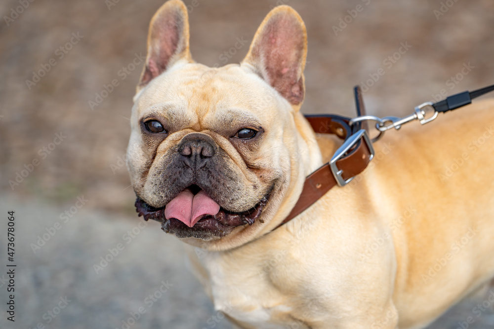 Close-up of a French Bulldog. 