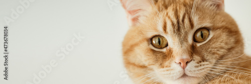 Portrait of ginger cat with an indignant expressive look, close-up, selective focus. Banner format