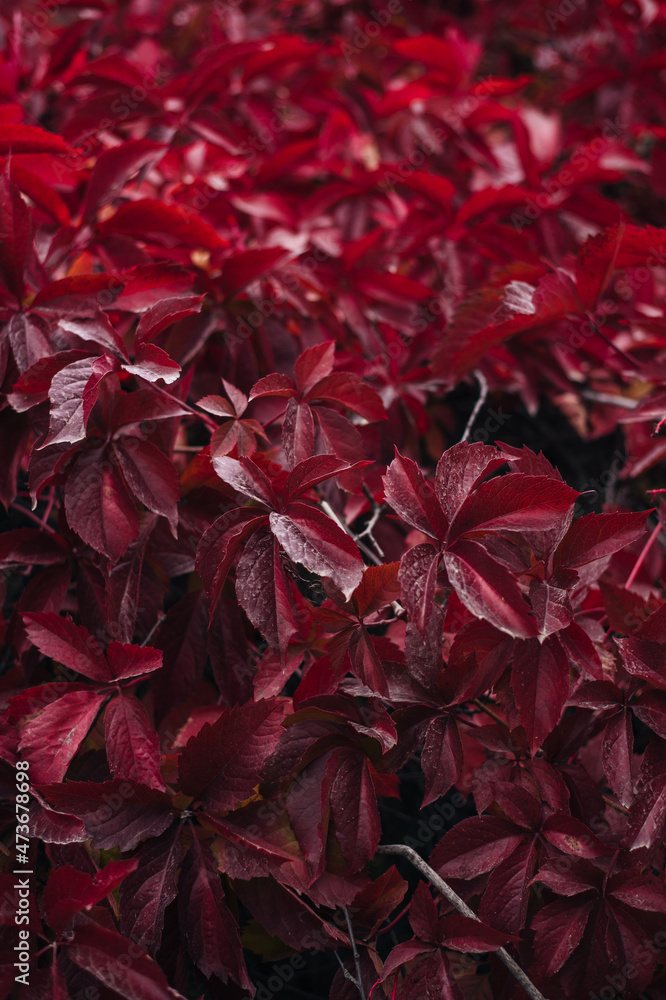 close-up of red Virginia creeper's leaves close-up of red Virginia creeper's leaves