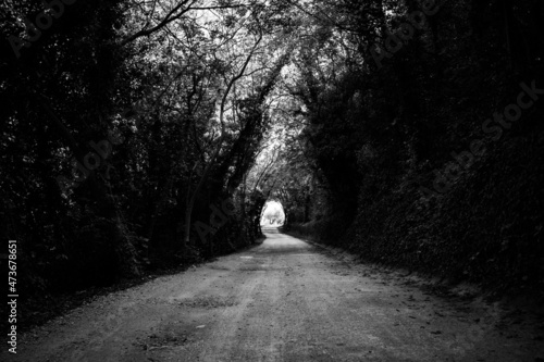 A gravel road in the forest 