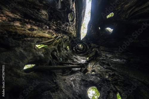 A lush green forest landscape with a dramatic hollow tree.