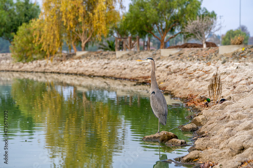 Great blue heron  Ardea cinerea  stands on the shore of Lake Elizabeth in Fremont Central Park