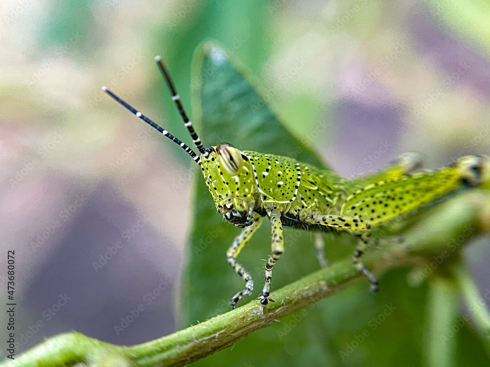 Selective focus of grasshopper on leaf, looking for food and water. Selective focus of grasshopper on leaf, looking for food and water.