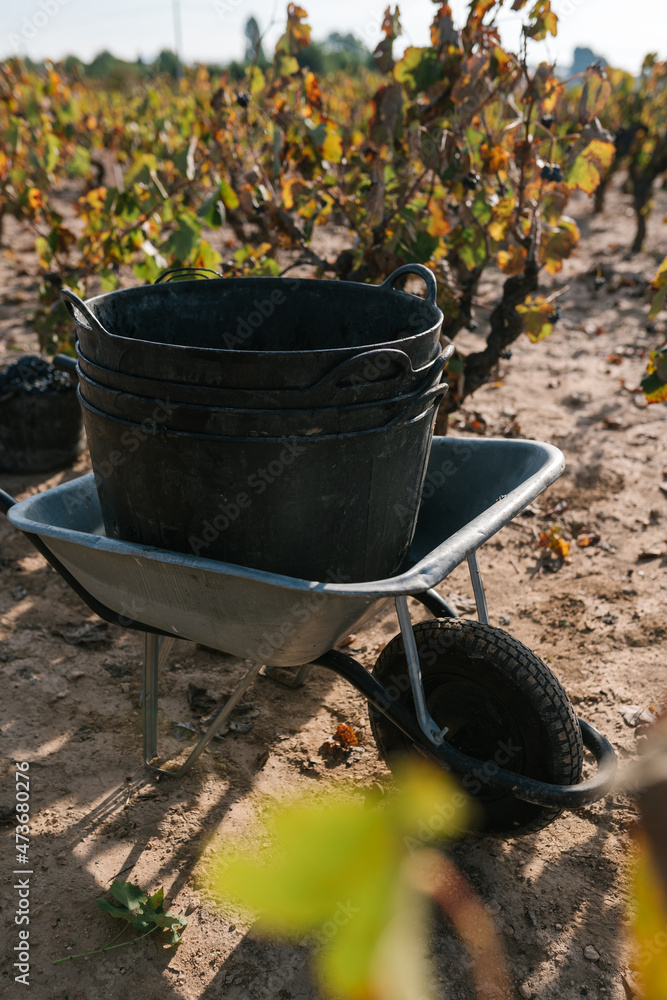 Wheelbarrow with bucket on vineyard