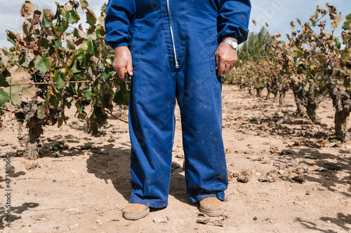 Crop farmer with pruners in vineyard photo