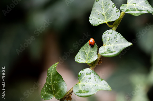 The Coccinellidae ladybug sits on ivy leaves in the garden. Dark background. Front view.